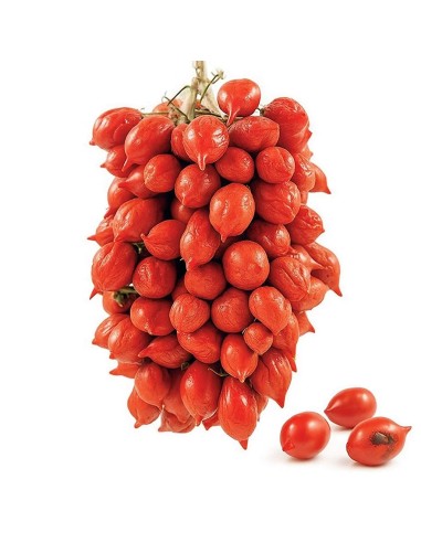 Verse Piennolo Cherry Tomaten van de Vesuvius