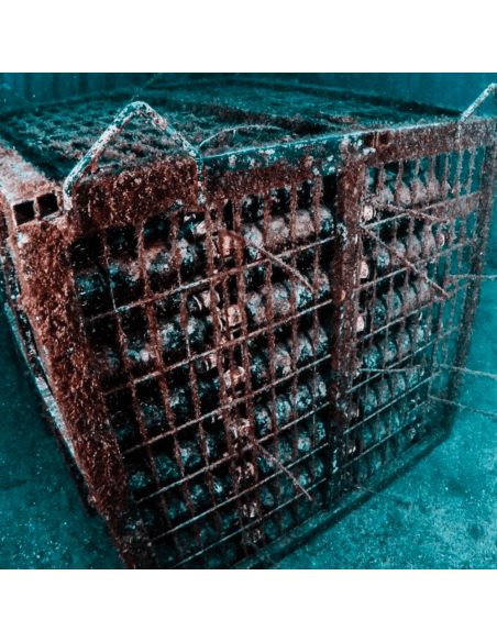 Bisson Abissi Riserva Marina Portofino DOC 2018 Schaumwein